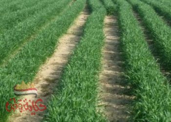 الزراعة : أعتماد أصناف القمح المقرر زراعتها بكل محافظة