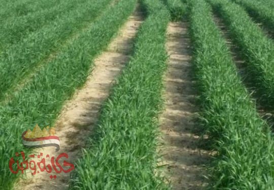 الزراعة : أعتماد أصناف القمح المقرر زراعتها بكل محافظة