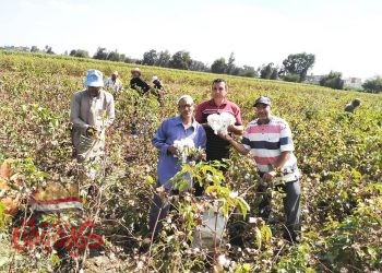 وكيل وزارة الزراعة  : بدء موسم جنى الذهب الابيض “القطن ” بالبحيرة