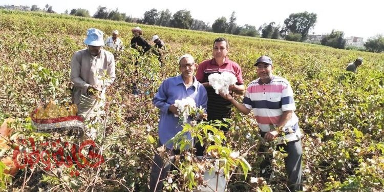 وكيل وزارة الزراعة  : بدء موسم جنى الذهب الابيض “القطن ” بالبحيرة