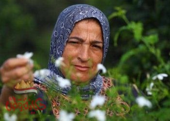 70 في المئة من العمال في مزارع قرية شبرا بلولة نسا