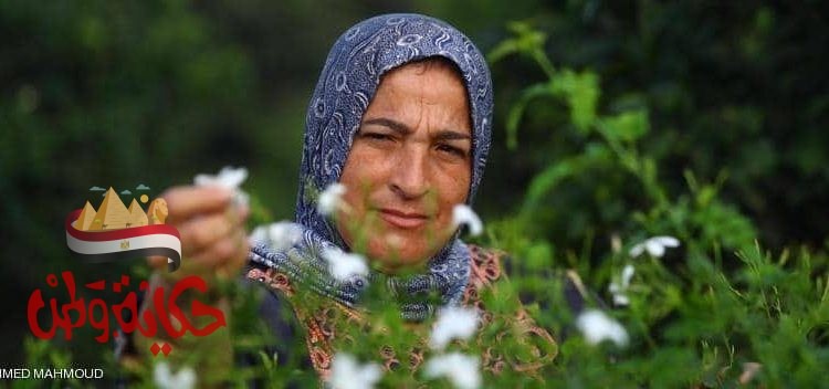 70 في المئة من العمال في مزارع قرية شبرا بلولة نسا