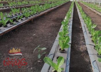 تنفيذًا لتوجيهات القيادة السياسية  مصر الخير ترعي مشروعات بحثية في مجالات الزراعة والغذاء