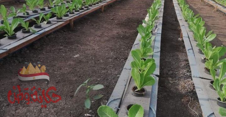 تنفيذًا لتوجيهات القيادة السياسية  مصر الخير ترعي مشروعات بحثية في مجالات الزراعة والغذاء
