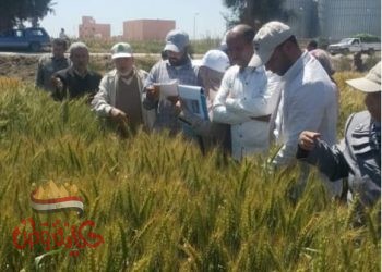 الزراعة تعلن أسعار 7 أصناف تقاوى شتوية مدعمة للمزارعين