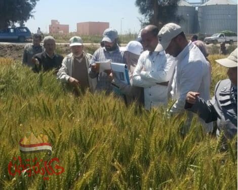 الزراعة تعلن أسعار 7 أصناف تقاوى شتوية مدعمة للمزارعين