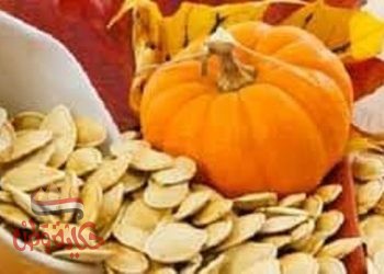 ثمرة القرع .لب اليقطين .بذر القرع . البذر الأبيض. تعرفو على فوائده الغنية جداً