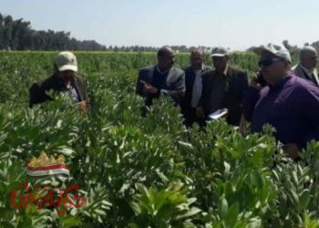 الزراعة : خريطة صنفية لزراعة 12 صنف من الفول البلدى بالمحافظات الموسم الشتوى