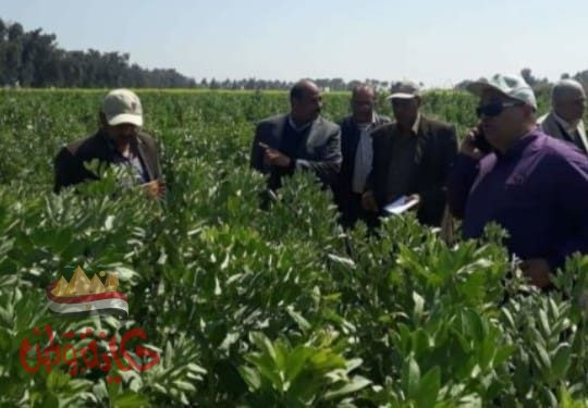 الزراعة : خريطة صنفية لزراعة 12 صنف من الفول البلدى بالمحافظات الموسم الشتوى