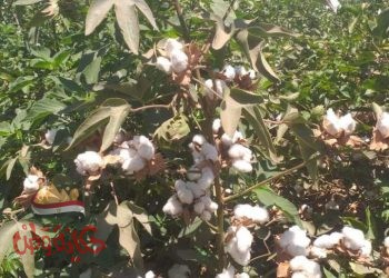 مدير بحوث القطن سلالات جديدة من القطن للزراعة الموسم الجديد