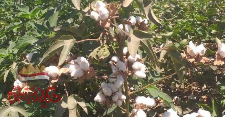 مدير بحوث القطن سلالات جديدة من القطن للزراعة الموسم الجديد