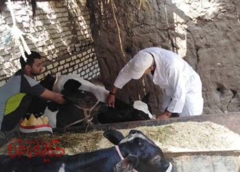 بيطرى المنوفية : تحصين ضد مرض الحمي القلاعية ومرض الوادي المتصدع