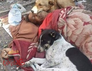 كلاب الشوارع تحتضن جثة رجل يمنى بعد وفاته…. قمة الوفاء