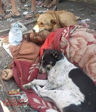 كلاب الشوارع تحتضن جثة رجل يمنى بعد وفاته…. قمة الوفاء