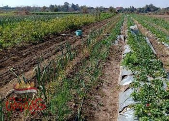 محافـظ المنوفية : يوافق على تمويل أنظمة الرى الحديث و تعميمها