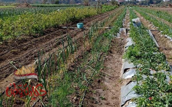 محافـظ المنوفية : يوافق على تمويل أنظمة الرى الحديث و تعميمها
