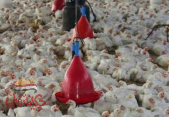 أسعار الدواجن بالأسواق المحلية اليوم