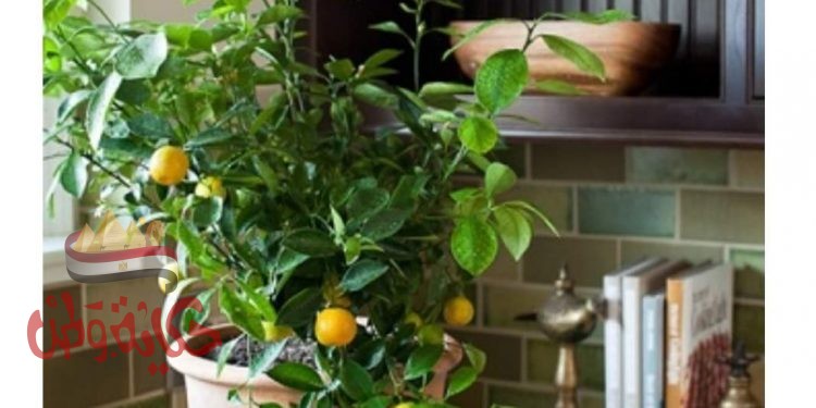 مبادرة شجرة بتنا