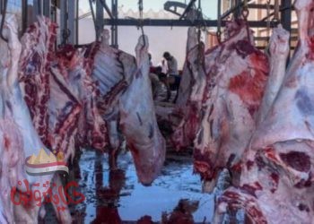 الطب البيطري : حملات يومية بأسواق ومجازر الماشية والدواجن