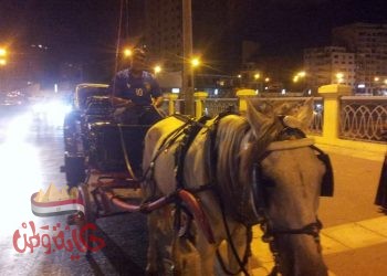 إنفراد .. رخصه ركوب عربه حنتور (حنطور) بحصان واحد سنه 1909 م