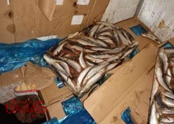 المنوفية : أطنان مواد غذائية مجهولة المصدر ولحوم مجمدة غير صالحة للإستهلاك الأدمى
