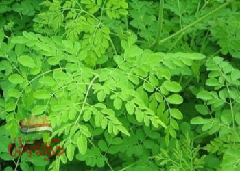 ماذا تعرف عن الشجرة المعجزة شجرة الحب ؟