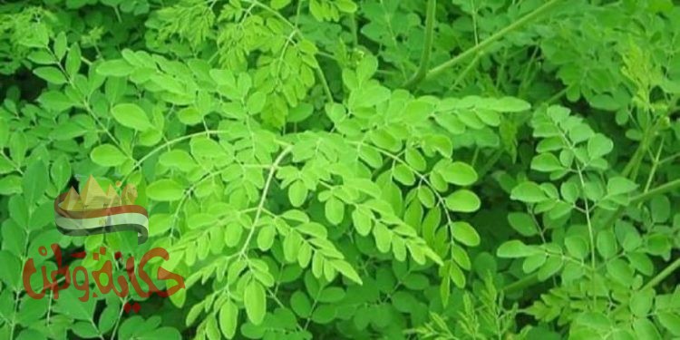 ماذا تعرف عن الشجرة المعجزة شجرة الحب ؟