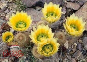 على جسر الاشواك