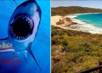 إغلاق شاطئ بولاية أستراليا الغربية بعد وفاة رجل في هجوم لسمكة قرش