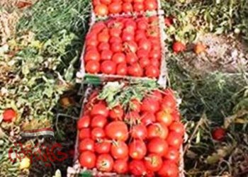 الزراعة تؤكد زيادة المعروض من الطماطم وتراجع أسعارها ولجان متابعة الانتاج