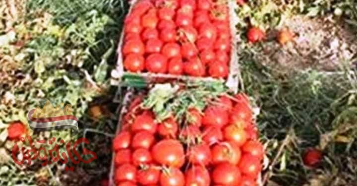 الزراعة تؤكد زيادة المعروض من الطماطم وتراجع أسعارها ولجان متابعة الانتاج