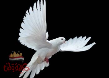 إدمان المثاليات