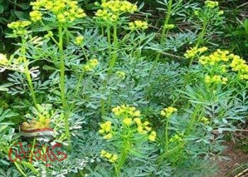 السذاب الفجيل