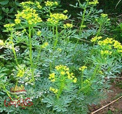 السذاب الفجيل