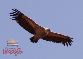 “هِمَّةٌ مُتَّقِدَةَ وَقَنَاةٌ لَا تَلِينُ” شهود فجر جديد