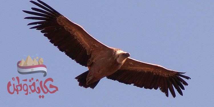 “هِمَّةٌ مُتَّقِدَةَ وَقَنَاةٌ لَا تَلِينُ” شهود فجر جديد