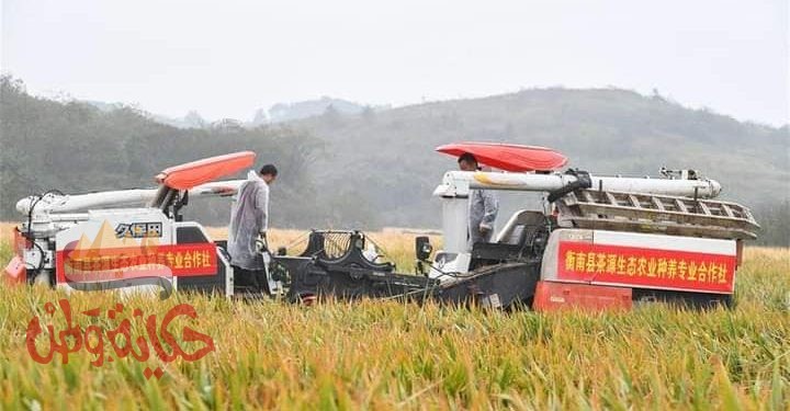 الجيل الثالث للأرز الهجين في الصين يحقق إنتاجية تعادل 22.96 طن لكل هكتار