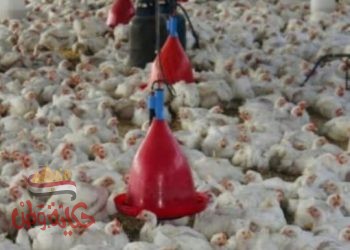 أسعار الدواجن والبيض اليوم من المزرعة للمستهلك