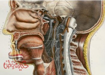 علماء يكتشفون عضواً منتجا للعاب في ادمغتنا لم يكن معروفا من قبل