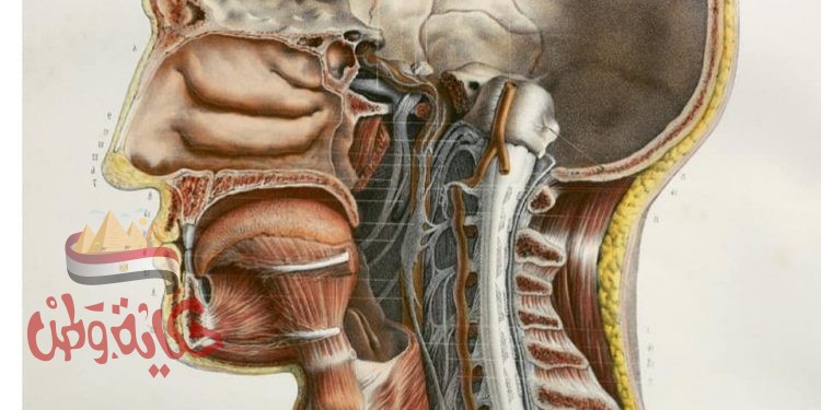 علماء يكتشفون عضواً منتجا للعاب في ادمغتنا لم يكن معروفا من قبل