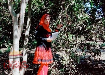 محاضره عن الحشرات التي تصيب الحمضيات بابشواي