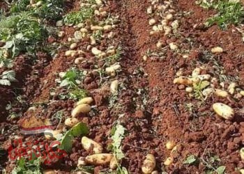 الزراعة .. إجراءات مشددة مع وصول أول شحنات استيراد تقاوى البطاطس