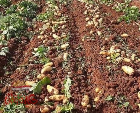 الزراعة .. إجراءات مشددة مع وصول أول شحنات استيراد تقاوى البطاطس