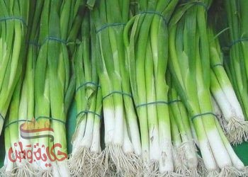 فوائد البصل الاخضر  