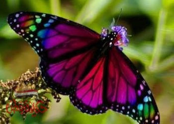 فراشة في الأكوان