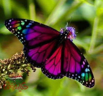 فراشة في الأكوان