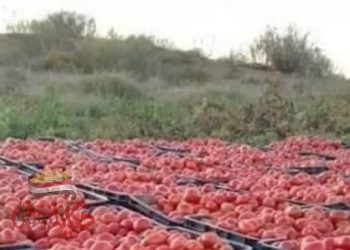 رئيس شعبة الخضروات: ارتفاع أسعار الطماطم مؤقت 