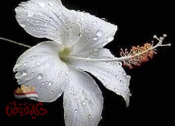 يامن سريت فى العروق