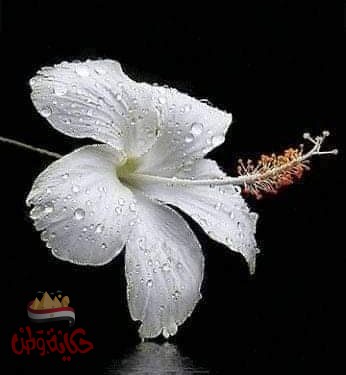 يامن سريت فى العروق