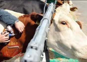 الزراعة : 6 قوافل بيطرية لفحص وعلاج 3500 رأس ماشية مجانا بمحافظة المنوفية